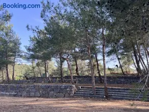 Horizon Pines - Image 5