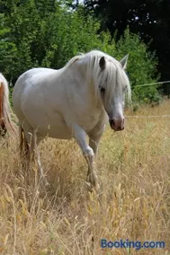 Entspannen auf dem kleinen Ponyhof - Image 1