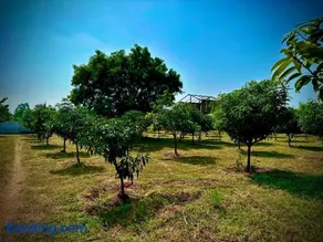 MangoHut Farmhouse Pool Villa - Image 4