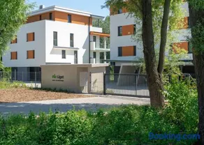 Fűzliget Ezüstnyár - Image 2