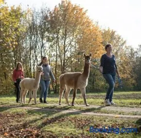 Niedergerner Alpaka Ranch - Image 2