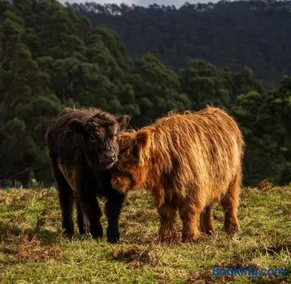 Ruby's Cottage Farm Stay - Image 1