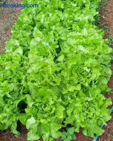 Pousada Recanto das Hortênsias - Image 5