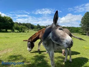 Homnest - Bosquet des Domes n2 - Puys a cheval - Image 3