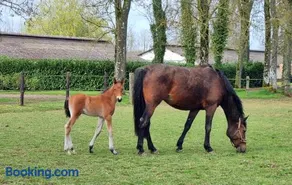 Gite Haras du Bois de Formerie - Image 1