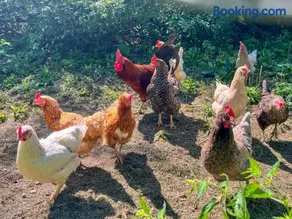 Casa adatta alle famiglie con griglia, giardino e sauna | Sono ammessi animali domestici - Image 4