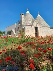 Trulli Tiche - Image 1