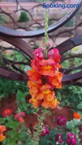 El Gran Chaparral Guest House - Image 2