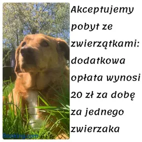 Domki całoroczne - u Ptaka - Miłków - Image 2