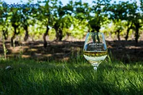 Dépendance chaleureuse dans le vignoble nantais - Image 2