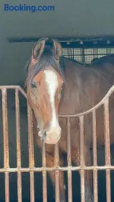 County Ranch, Pawna - Image 5