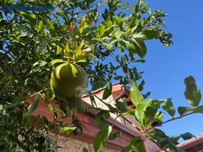 Melograno Lofou - Image 3
