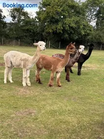 Couples Spring Break With Alpacas & Private Hot Tub in the Quaint Dorset Countryside with BBQ - Image 3