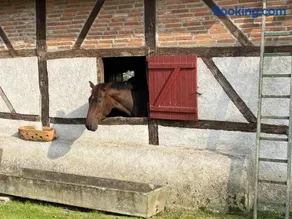 Gîte à la ferme avec piscine, animaux admis en Sologne Bourbonnaise - Image 4