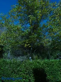 El Molino - Image 2