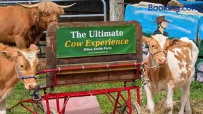Wake Up to Highland "Coos" - Cozy Farm Suite with Panoramic Views - Image 4