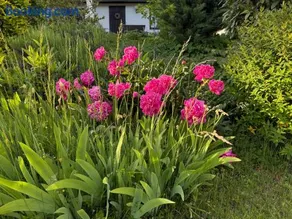 Ferienhaus Gartenoase - Image 2