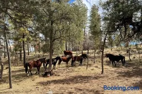 Twin Pines Casita - Big Yard, View, Porch, Hot Tub, & Charm - Image 4