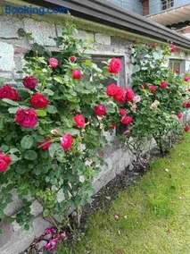 Locazione breve LE ROSE - Image 4