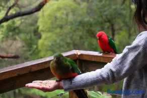 Relaxing Dandenong Ranges forest haven - Image 1