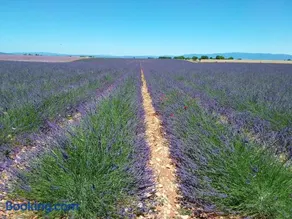 Au pays de la lavande... - Image 2