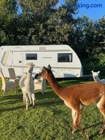 Sleep with Alpacas I Glamping Retreat in National Park Thy - Image 3