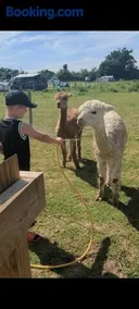 Shepherds hut surrounded by alpacas and ponies - Image 4