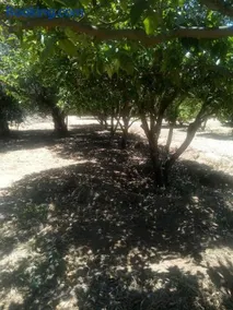 Nature Houses - Image 2