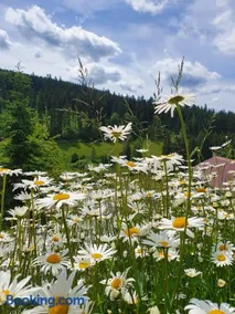 Naturhaus am Wald im Erzgebirge - Image 2