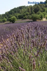 les lauriers de Joelle - Image 2