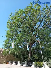 La grande quercia - Image 2