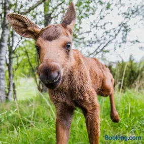 Moose Garden - Image 3