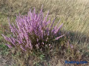 Lac et Nature - Image 4