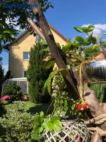 Pension Haus Bielke - Image 4