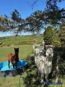 Pant y Rhedyn Glamping and camping site - Image 2