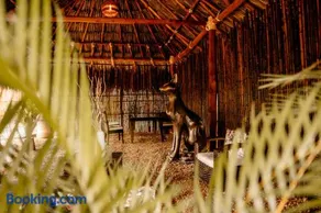 Saccharum - Image 2