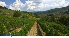 Podere Campriano Winery Adult only - Image 3