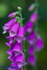 Foxglove House - Image 1
