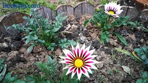 Guest House Stoilite - Image 2