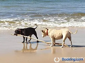 Millys Pawfect Beach House - Image 5