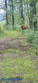 Rosochate Wzgórze pokoje nad jeziorem Wigry - Image 1