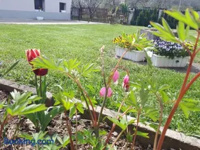 Apartman Dunja Banja Vrdnik - Image 2