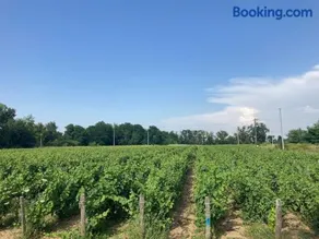 Domaine isolé dans les vignes avec sa jacuzzi house - Image 2