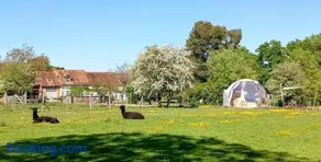 La Bulle des alpagas - Image 5