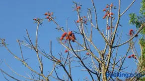 THE ENCHANTING NEST - Image 1
