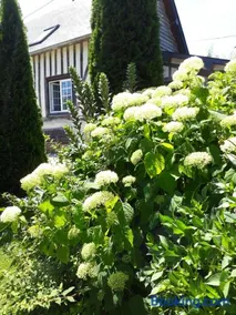 Gîte 'les matins calmes ' - Image 4