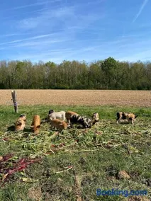 Les écolodges du Clos de Verdelot - Image 3