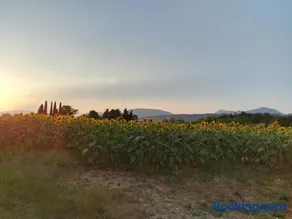 Falco Bianco - Image 2