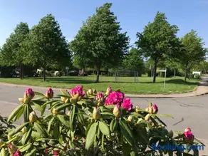 Schlei Idyll - Image 4