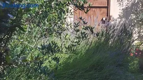 Petit gite de Provence - Image 4